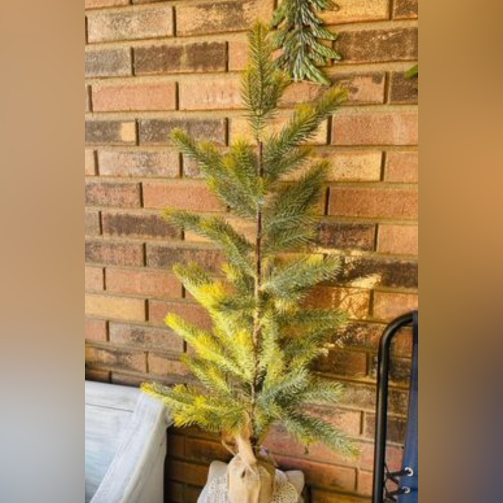 *Snow Bristle Tree 36 inches
